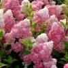 Hydrangea paniculata vanille fraise: obrezivanje, otpornost na mraz, u pejzažnom dizajnu